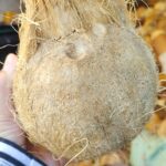 Semi Husk Coconut img 20251004 wa0008