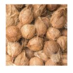 Semi Husk Coconut green minimalist bonsai art small tree logo template 20251004 202023 0000